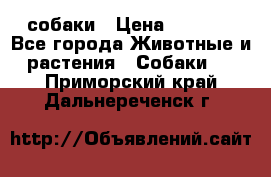 собаки › Цена ­ 2 500 - Все города Животные и растения » Собаки   . Приморский край,Дальнереченск г.